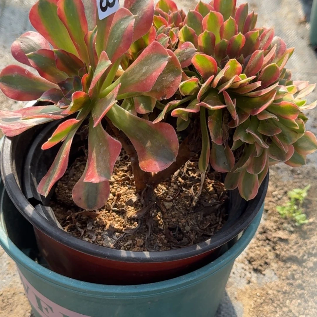 杰*爱003维纳多肉植物