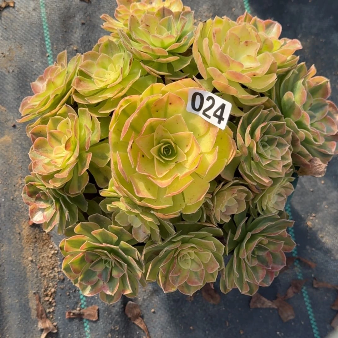 024雨荷多肉植物