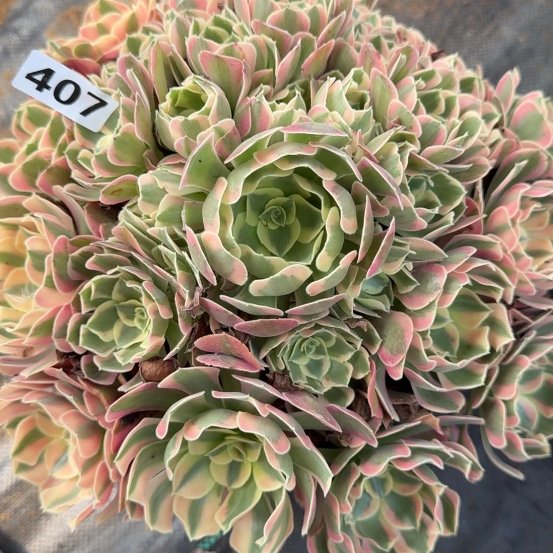 407邀约多肉植物