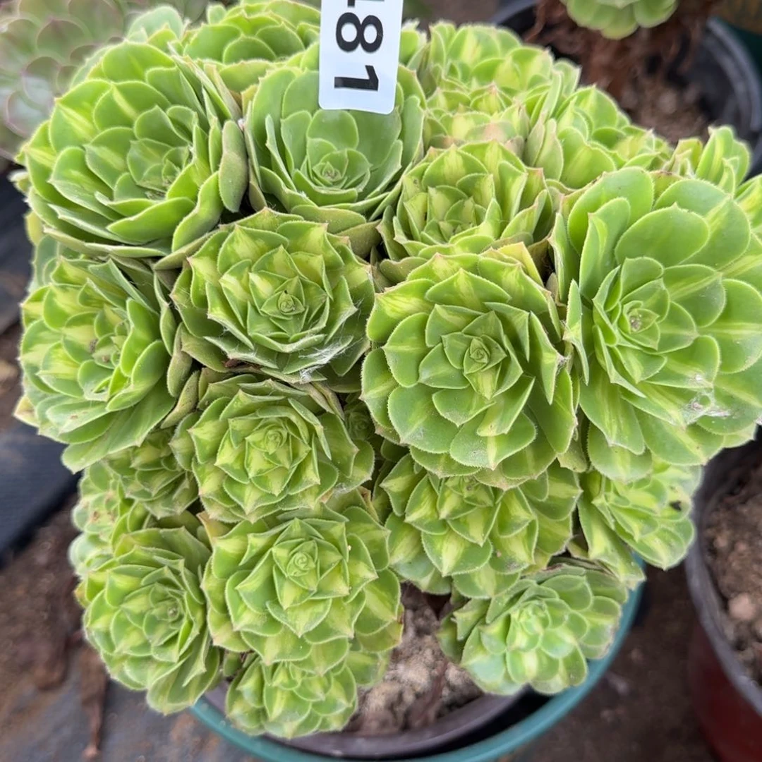 481翡翠琉璃多肉植物