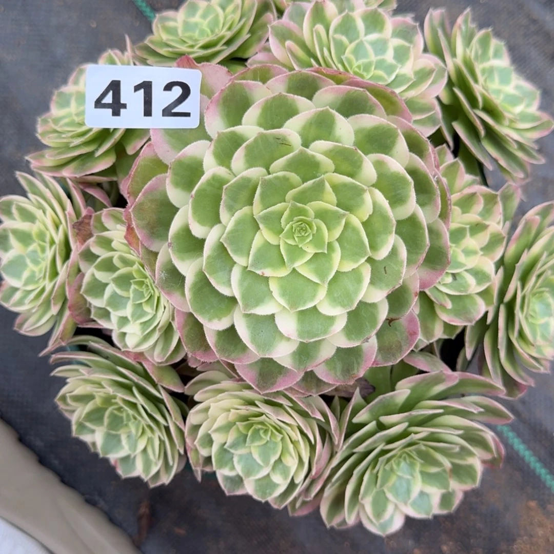 412海王多肉植物