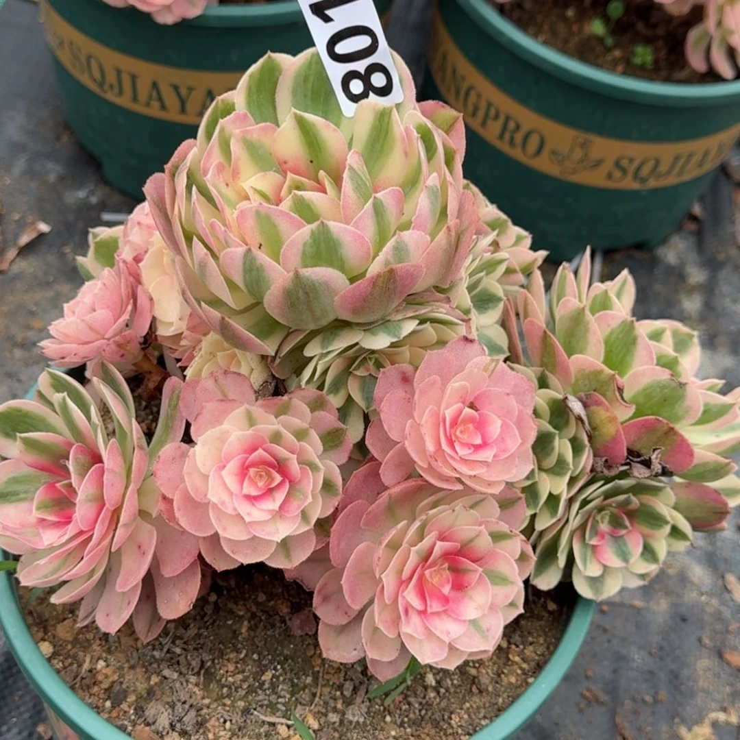 801倾城多肉植物