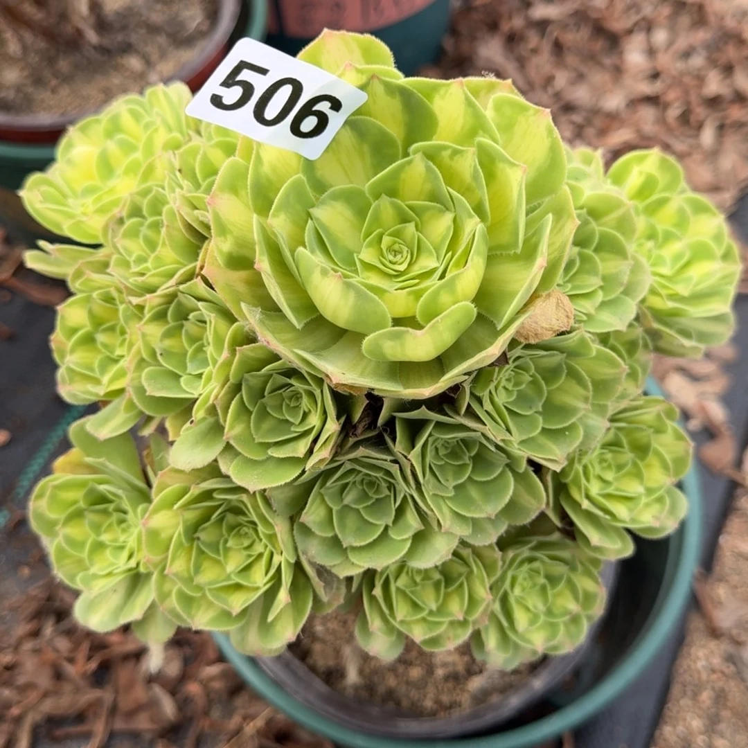 506翡翠琉璃多肉植物