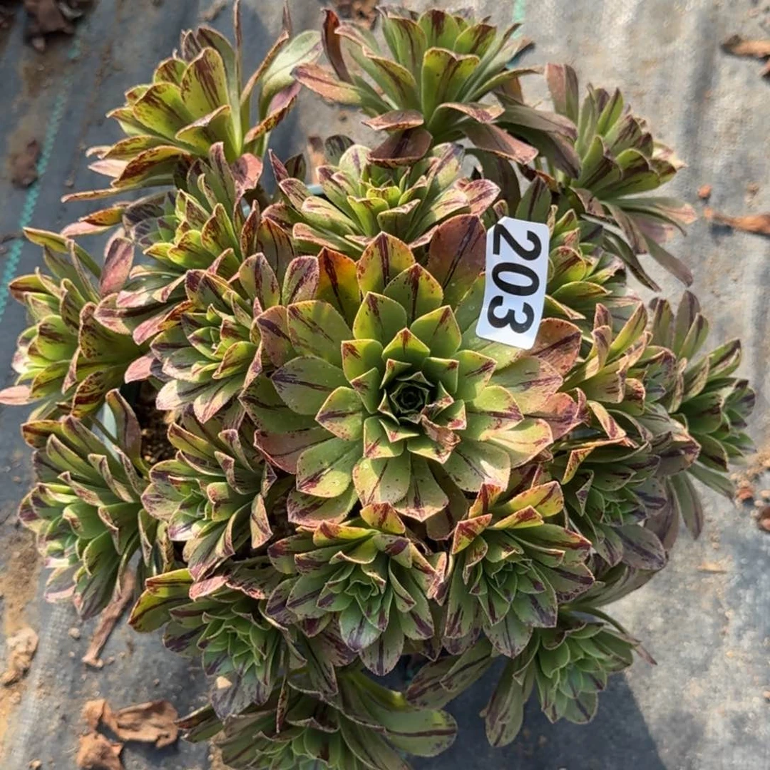 碧火多肉植物203