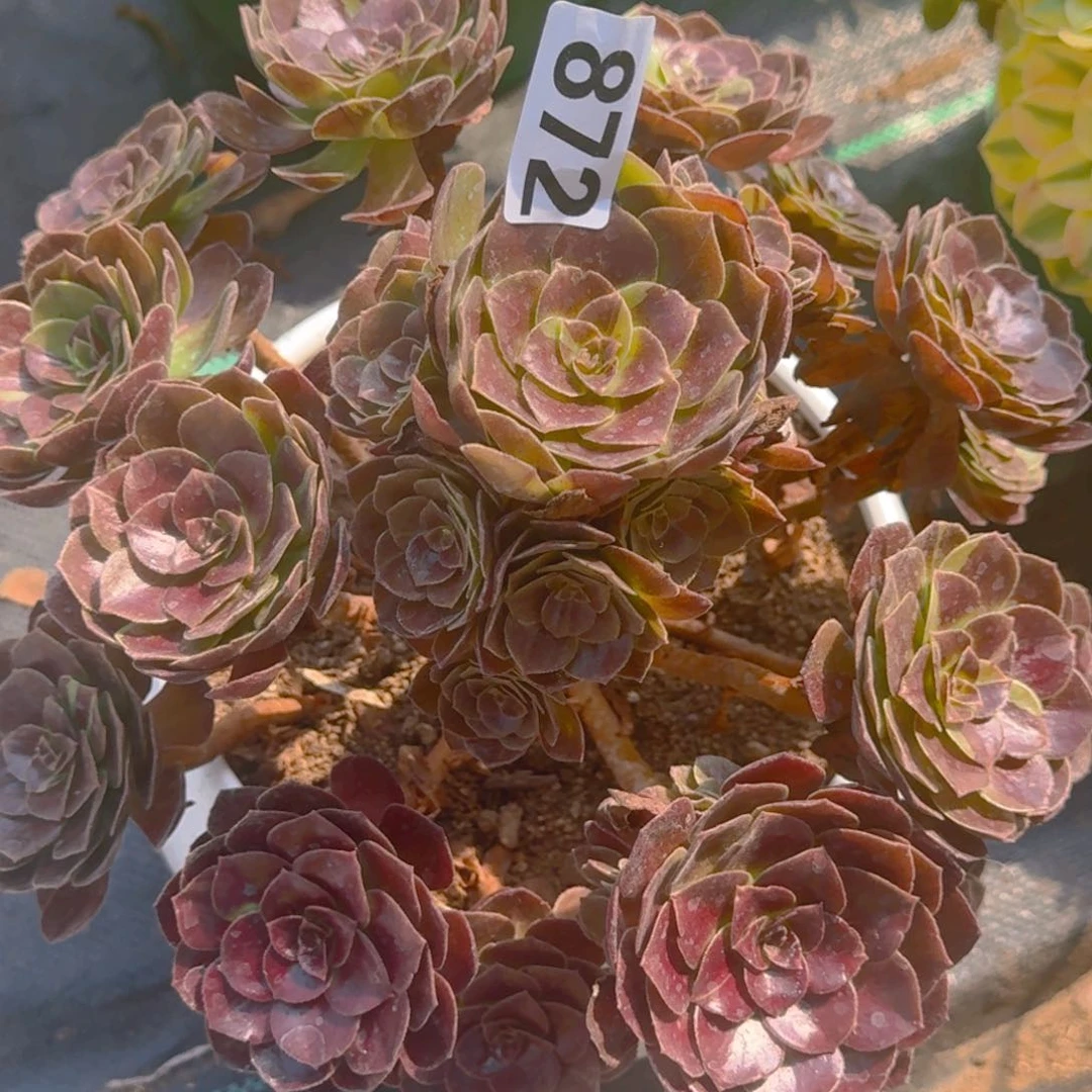 872黑寡妇多肉植物