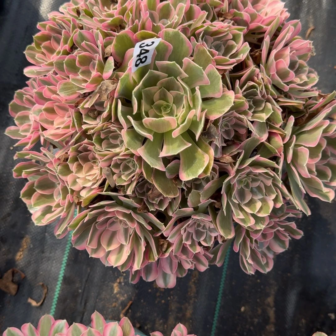 ?**师348男神多肉植物