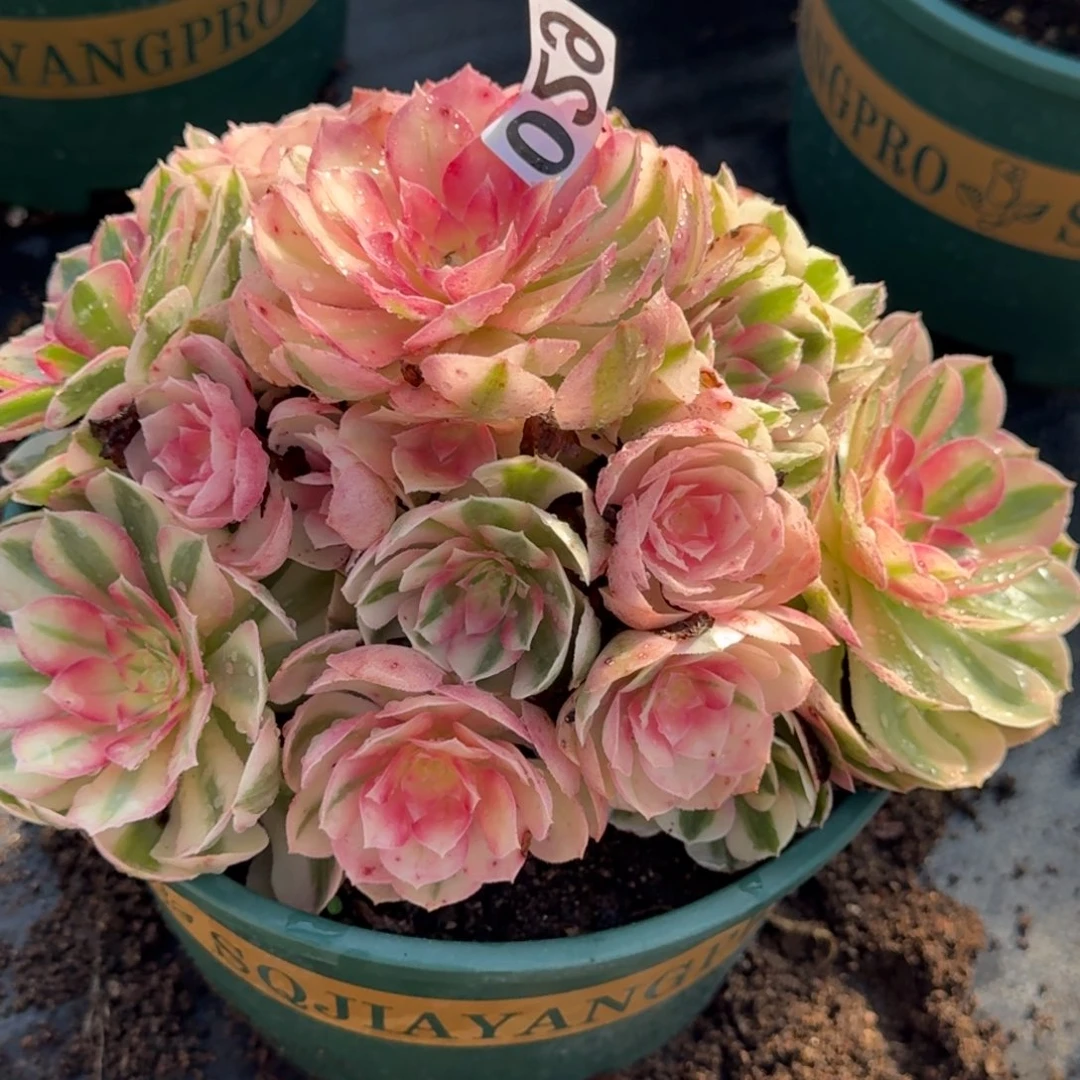 029倾城多肉植物