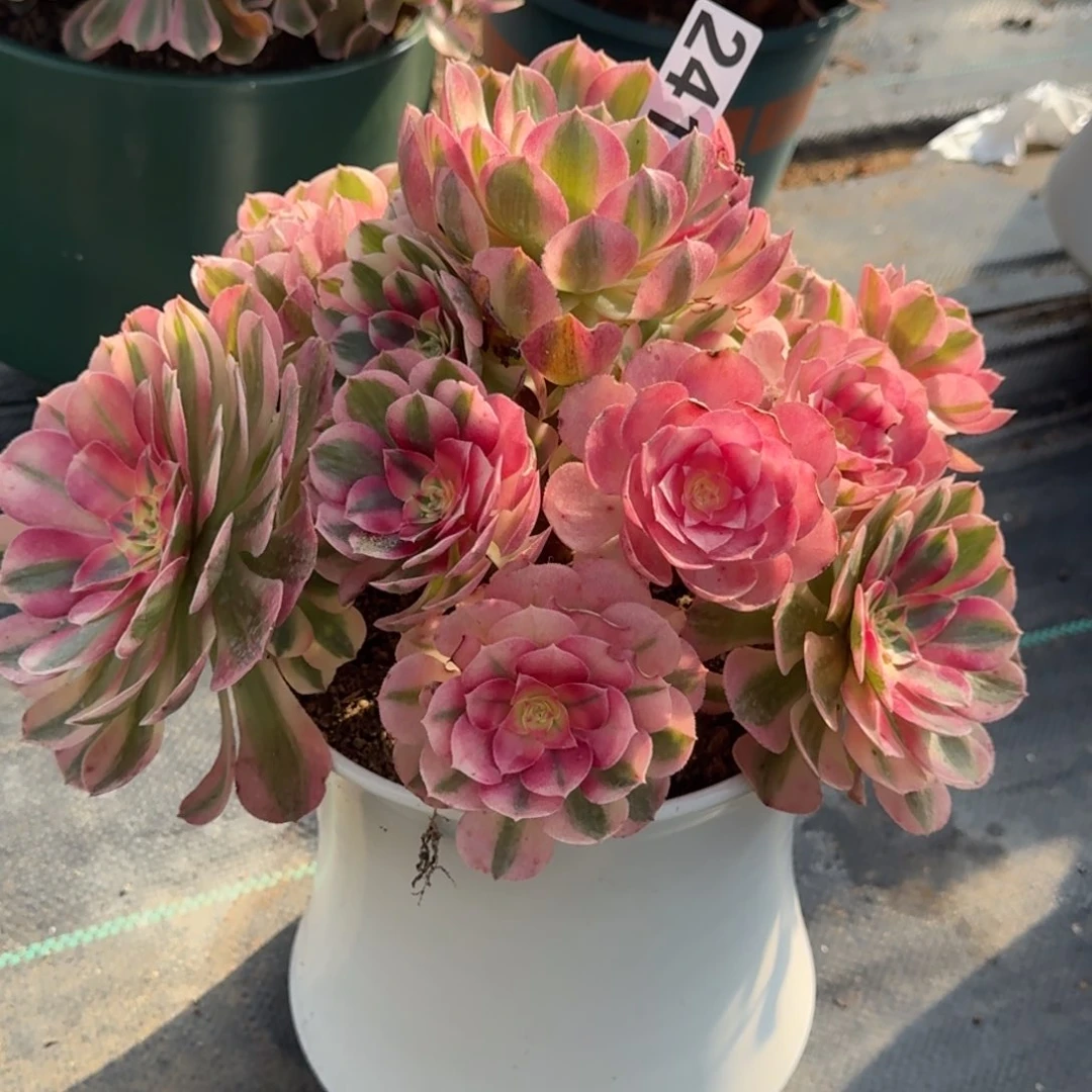 241大倾城多肉植物