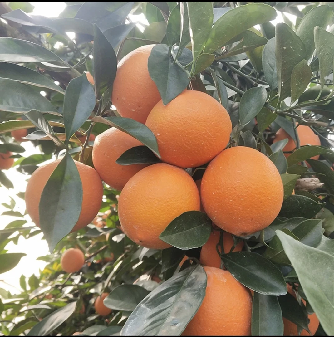 小果直拍链接农家天然正宗赣南脐橙原产地直发