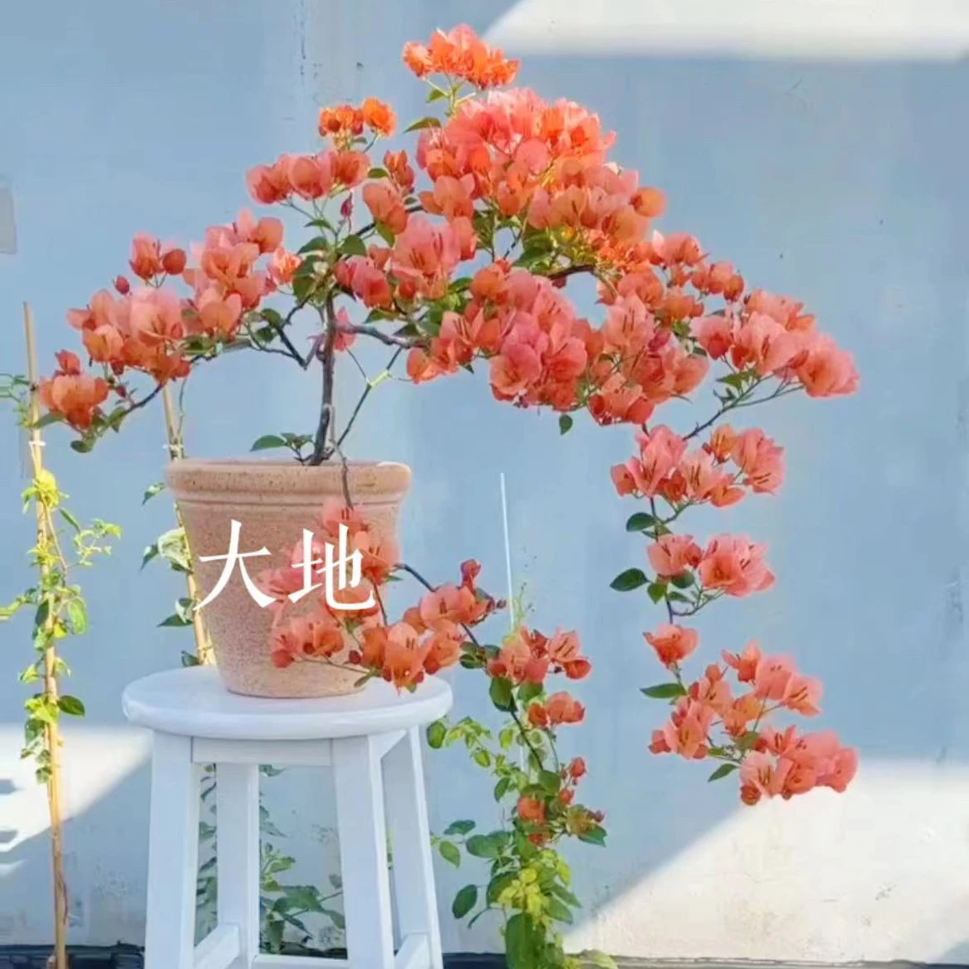 【不甜西瓜】三角梅原生袋苗勤花爬藤包对版