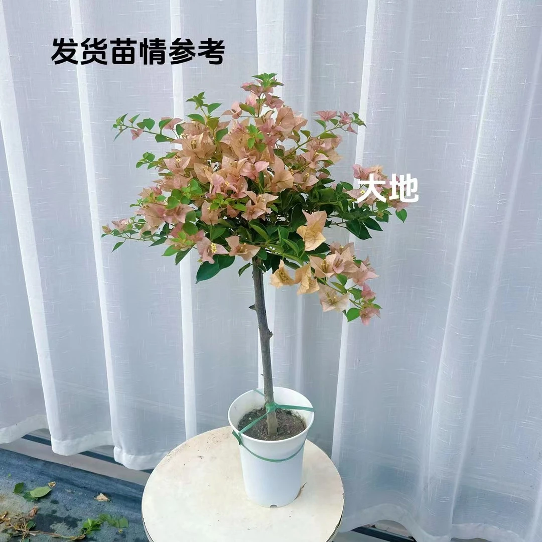 【所罗门】三角梅原生棒棒糖型小高飘盆花勤花