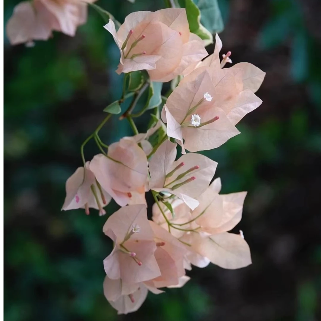 马斯三角梅原生苗扦插苗勤花爬藤