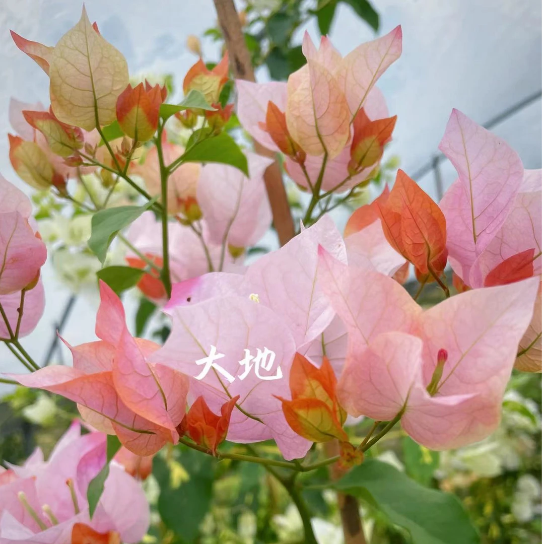 【橙口红】勤花爬藤