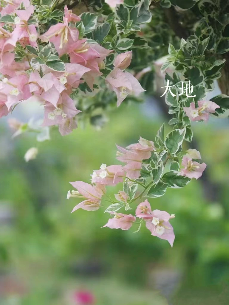 【少女的心】三角梅原生袋苗包对版