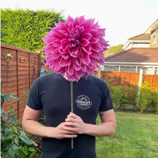 巨型大丽花重瓣四季开花室内阳台庭院易活好养花卉盆栽花期长