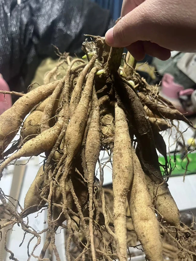 新货现发进口大丽花种球根整坨大花丰花多年生极易繁花期长易成活