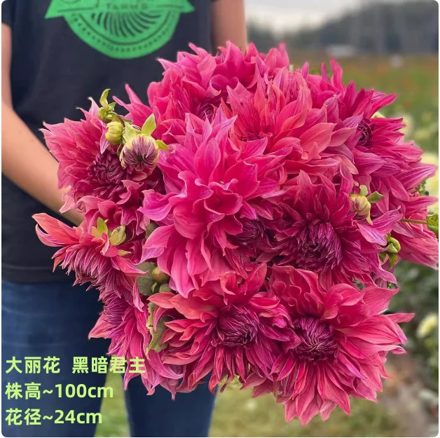 新货巨型大丽花花盆栽重瓣四季开花室内阳台庭院易活好养花卉盆栽