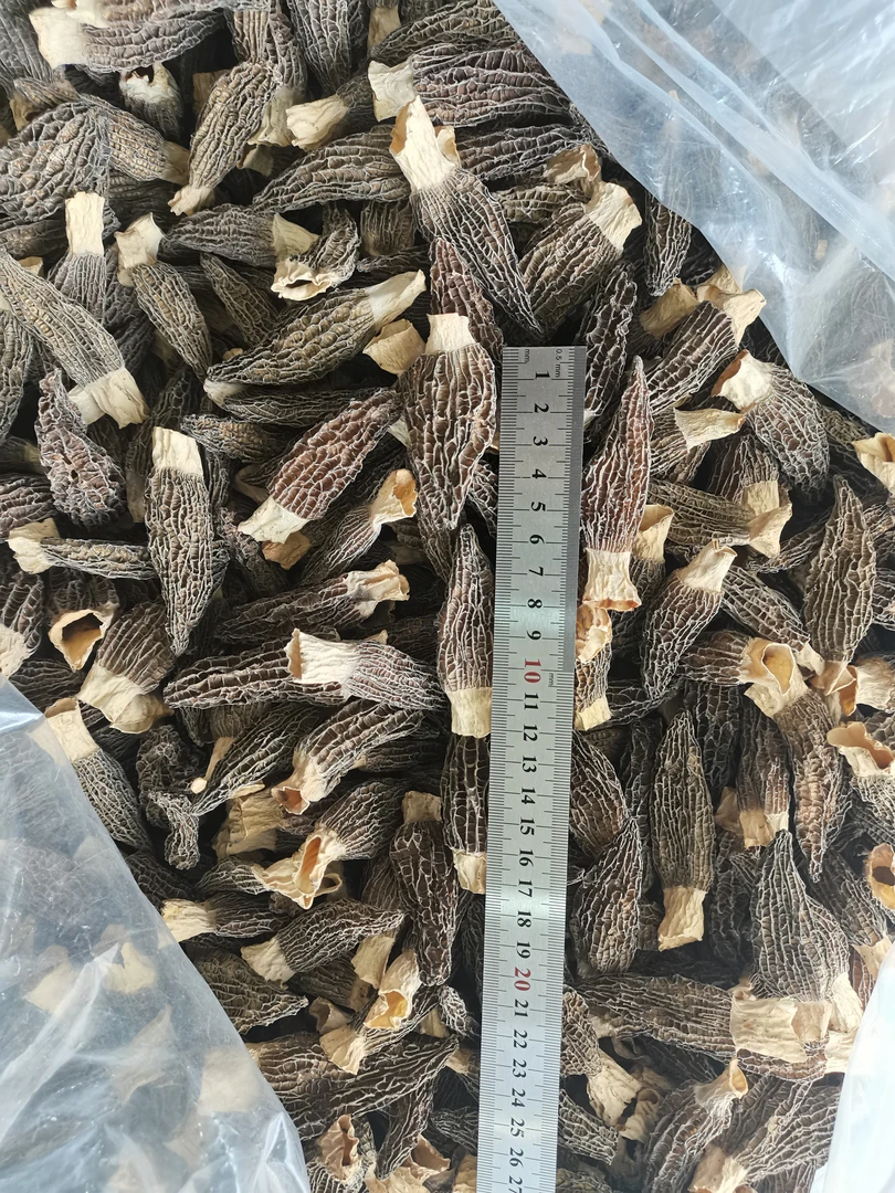 【精品】25年头茬厚肉羊肚菌干货煲汤佳品