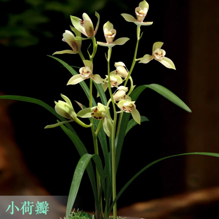 【原生老种】夏兰建兰四季兰小荷瓣宜宾荷仙植物花卉苗国兰