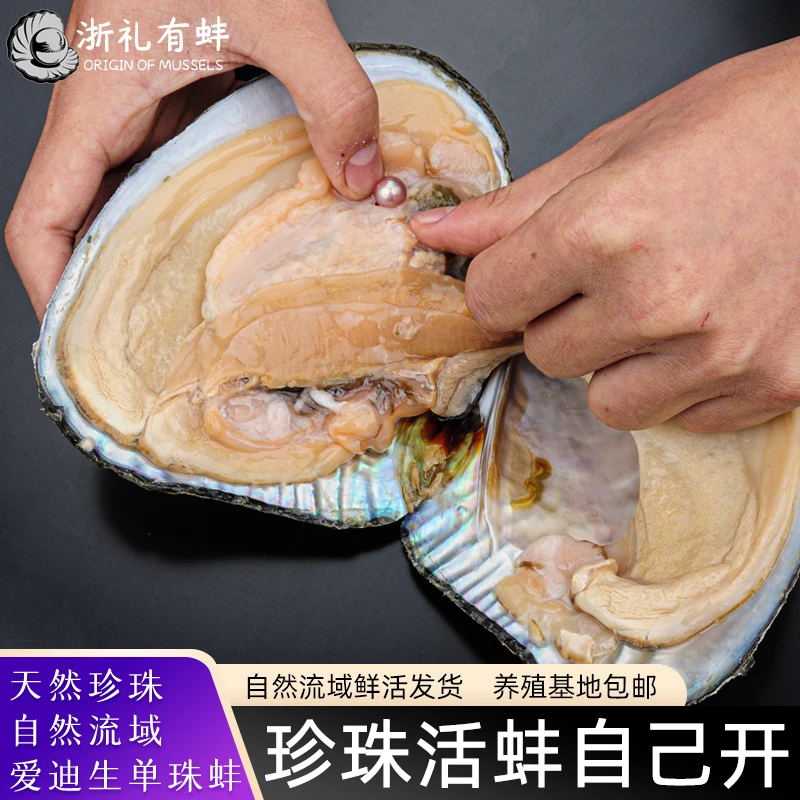 活体蚌天然淡水珍珠蚌基地直发帝王单珠河蚌取珍珠养殖鲜活包邮