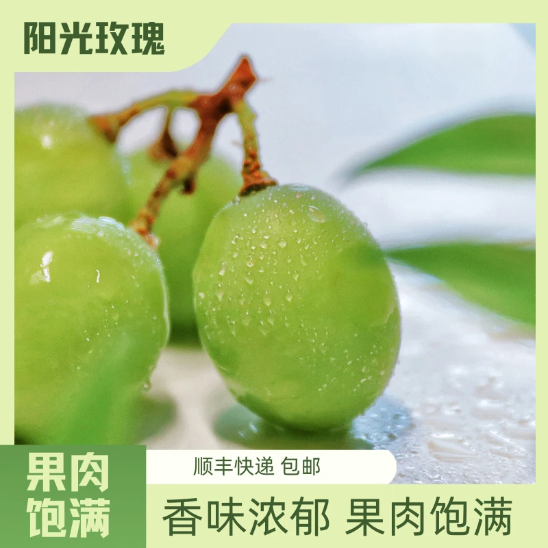 【3.5-5斤装】顺丰包邮阳光玫瑰青提葡萄当季新鲜水果颗粒饱满