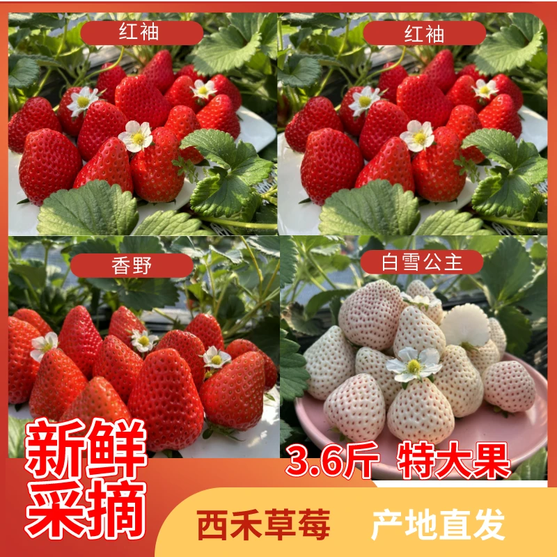西禾草莓  红袖＋香野＋白雪公主 特大果 3.6斤 新鲜