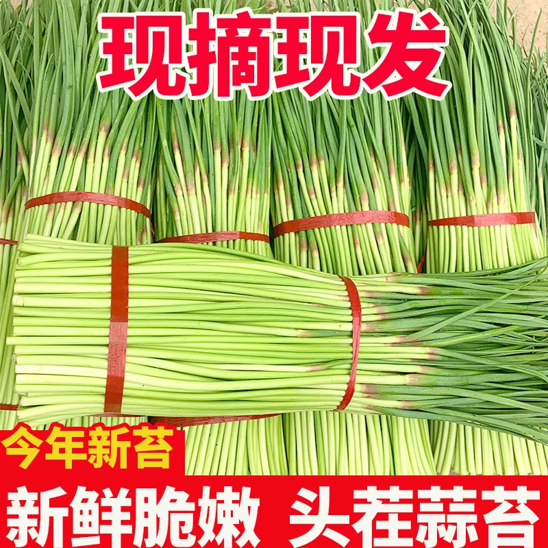【新鲜上市】2025年现摘新鲜蒜苔5斤大蒜薹农家蒜毫农家自种蒜苗3斤