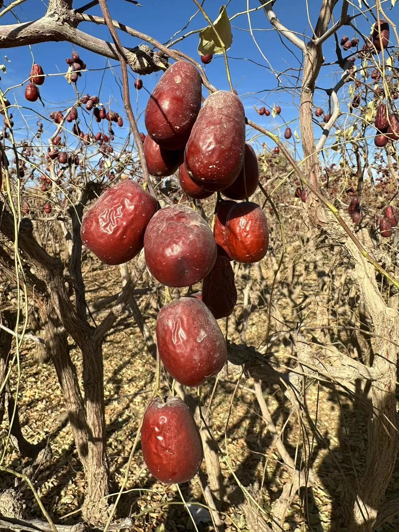 新疆和田大枣2斤5斤原生态自然吊干产地包邮