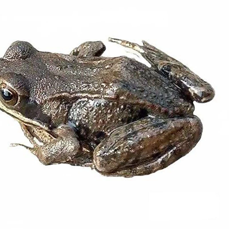 鲜活东北林蛙母豹子500克/份