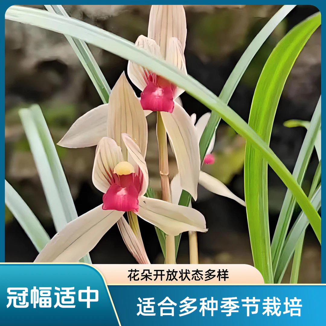 精品兰花直播间，一物一拍，专属链接