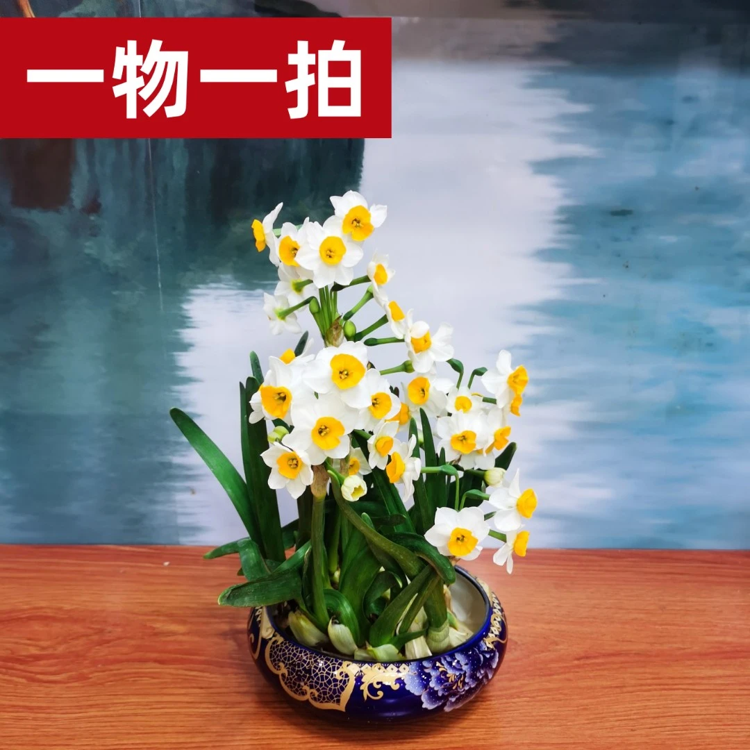 水仙花 直播间一物一拍
