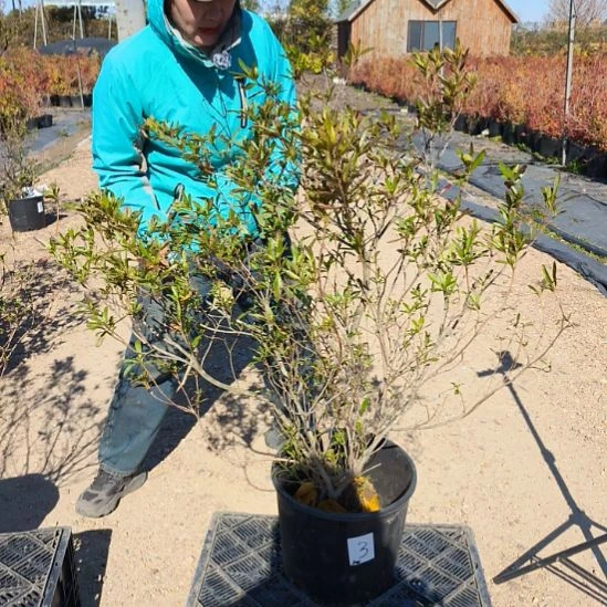 溪淀川杜鹃土坨苗