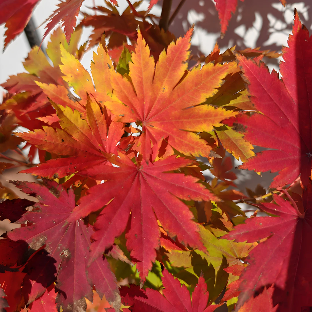 【九角枫】耐寒庭院枫树栽植树形优美秋季树叶变色栽植简单易成活