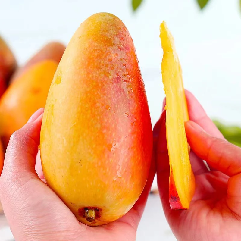 【需催熟食用】海南贵妃芒新鲜香浓鲜甜爆汁5-10广西仓发