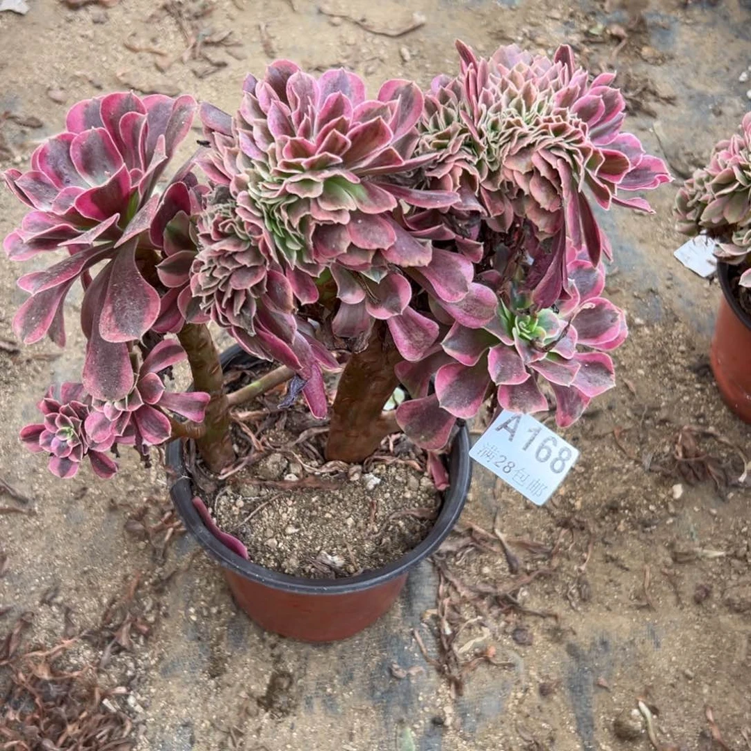 168多肉美杜莎缀