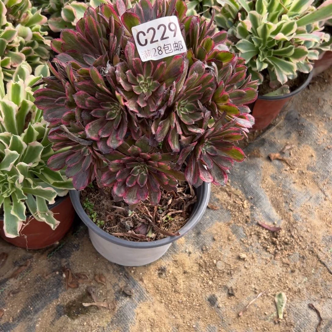 229多肉紫霞仙子