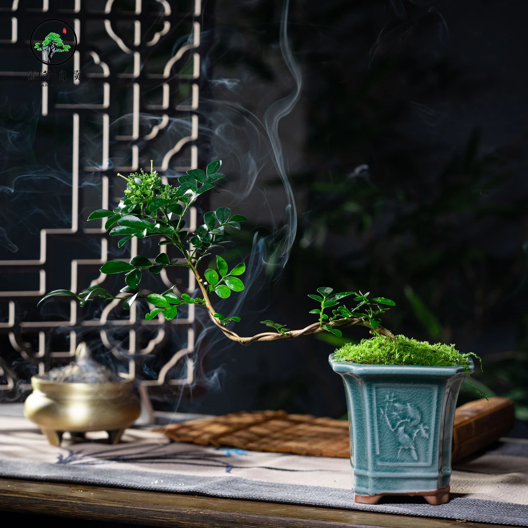 九里香微盆景室内绿植桌面盆景盆栽组合小盆栽