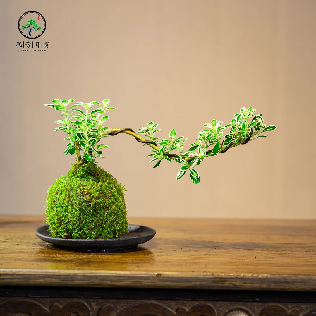 六月雪玉苔微盆景室内绿植桌面盆景盆栽组合小盆栽
