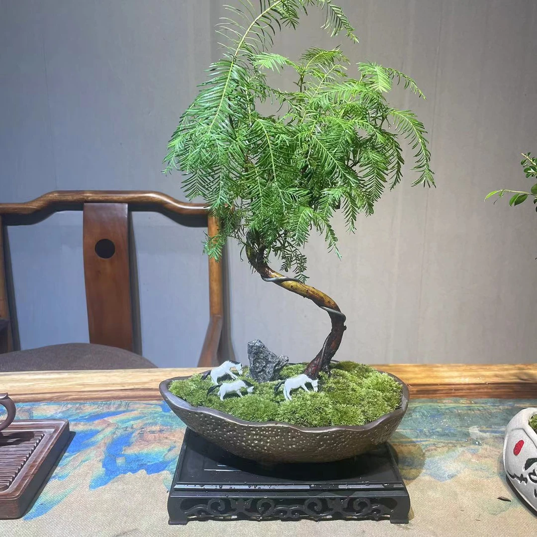 悬崖金叶水杉室内绿植客厅盆栽盆景组合夏季办公室基地发货