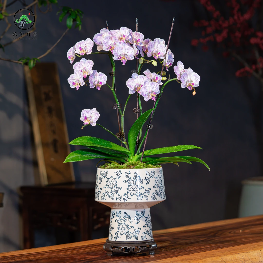蝴蝶兰盆景年宵花室内高档植物组合盆栽阳台办公室中式绿植客厅