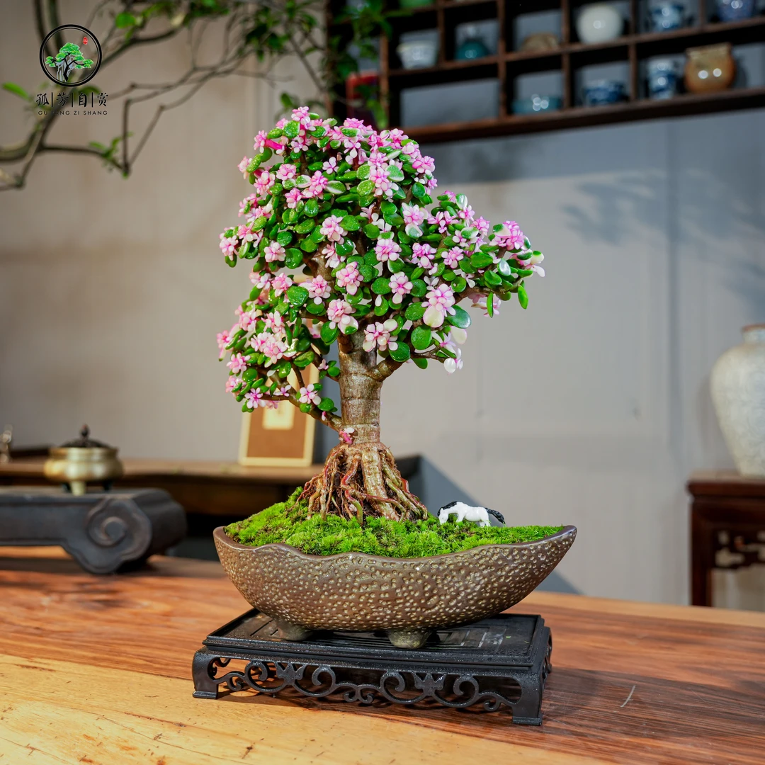 金枝玉叶老桩盆景室内好养茶桌书桌办公室会所