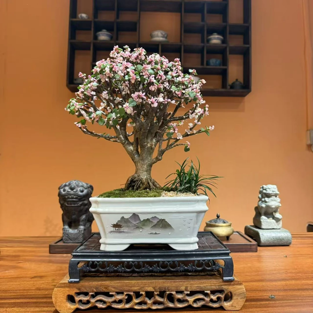 金枝玉叶老桩盆景室内好养茶桌书桌办公室会所