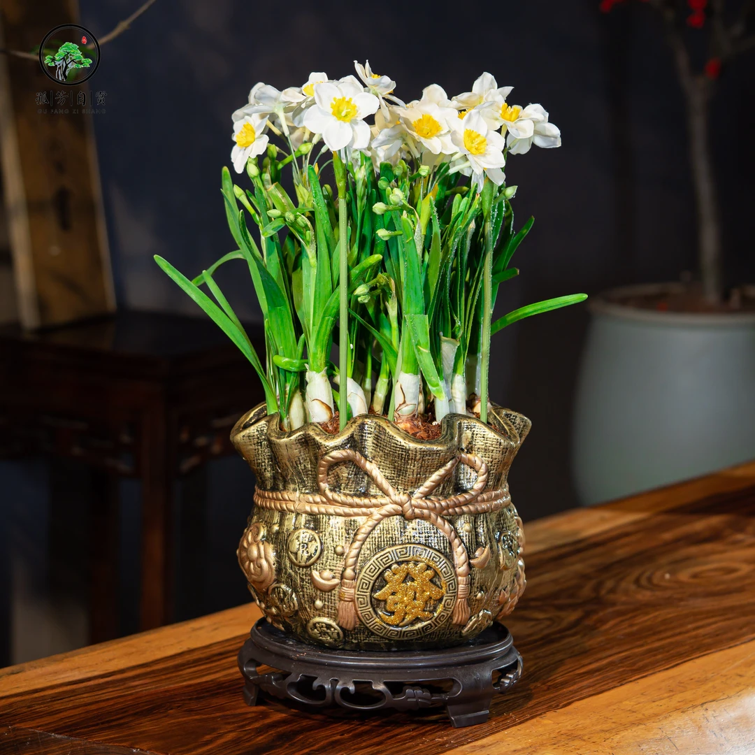 漳州水仙花盆栽土培浓香耐寒花卉带芽带盆发货北方客厅居家年宵花