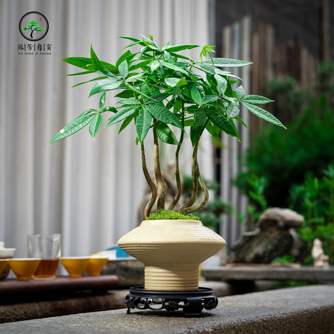 艺术造型发财树客厅禅意茶桌茶室办公桌柜台家居养护