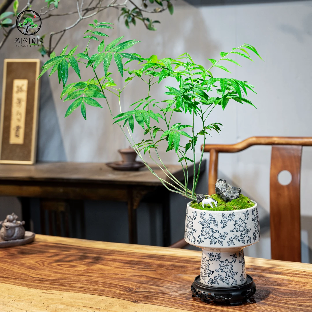 菩提天青色青花瓷盆无患子菩提室内盆景