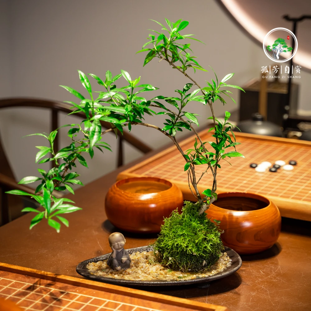 栀子花水培绿植组合盆栽文人盆景水养植物禅意客厅绿色大型
