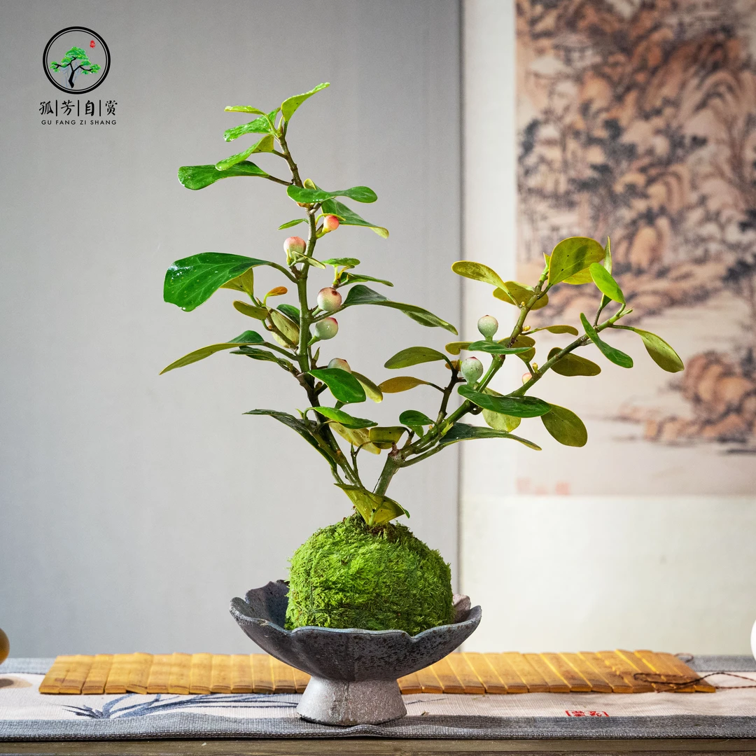 菩提玉苔苔藓球禅意茶桌茶室防辐射组合盆景盆栽