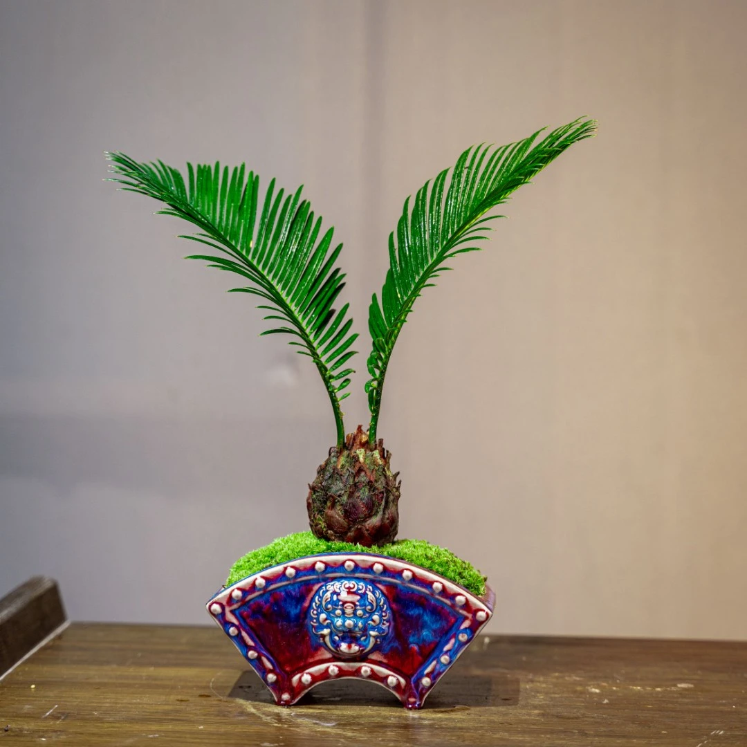 铁树盆景生态禅意盆景花卉绿植盆栽客厅组合好养室内绿植