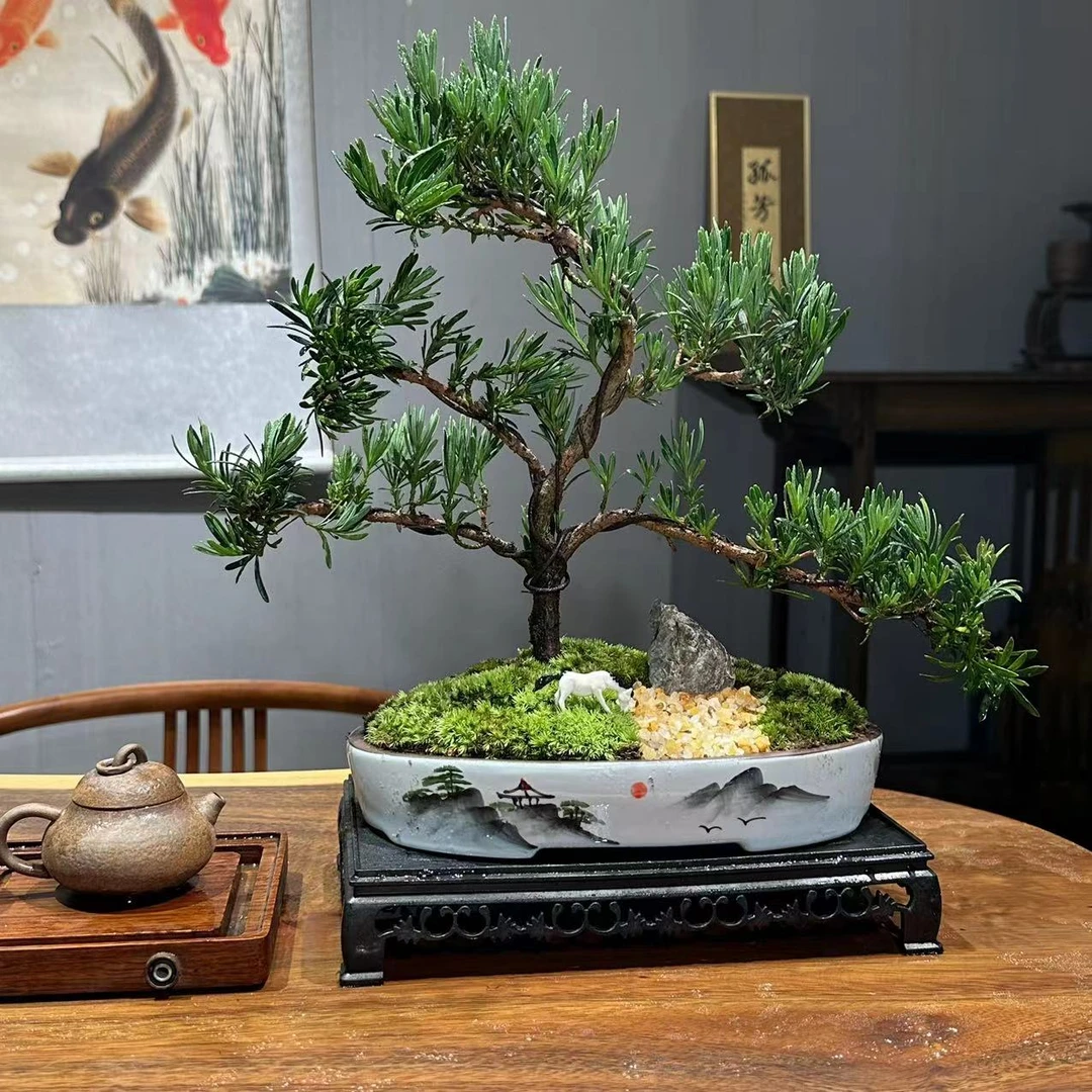 山水盆罗汉松造型桌面室内盆景高档绿植办公室茶桌客厅植物中式