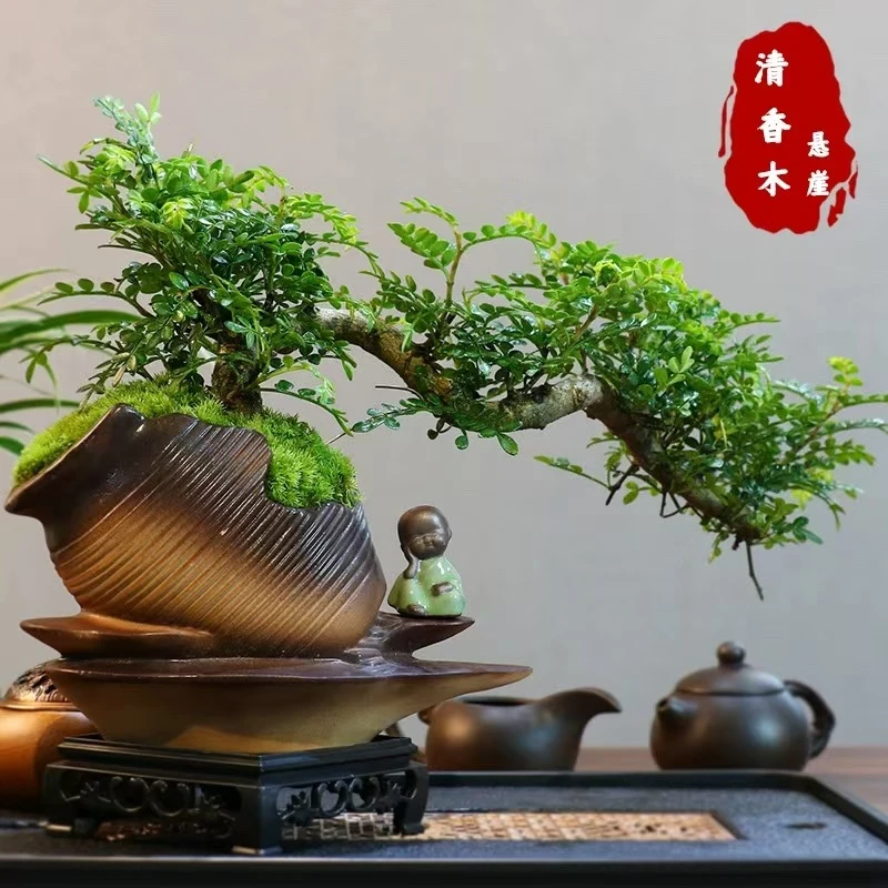 清香胡椒飘枝老桩花卉四季好养绿植盆栽室内客厅茶桌盆景高档绿植